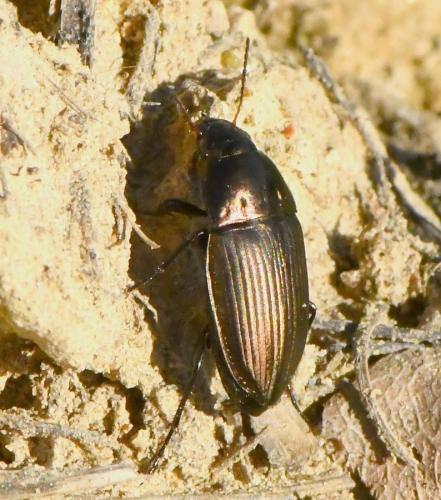 Amara eurynota